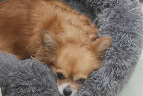 Customer photo review of Lit Apaisant Comfy® |  Pour Chien et Chat