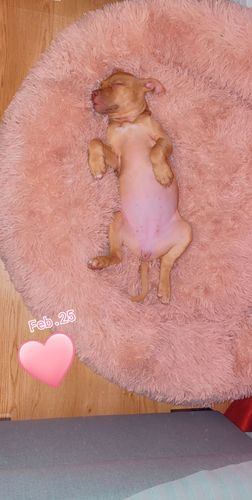 Customer photo review of Lit Apaisant Comfy® |  Pour Chien et Chat