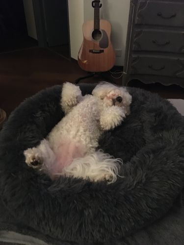 Customer photo review of Lit Apaisant Comfy® |  Pour Chien et Chat