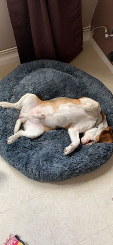 Customer photo review of Lit Apaisant Comfy® |  Pour Chien et Chat