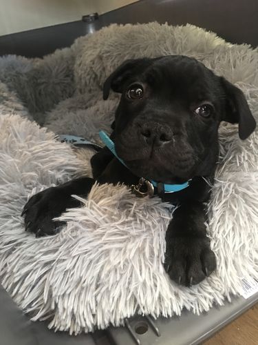 Customer photo review of Lit Apaisant Comfy® |  Pour Chien et Chat