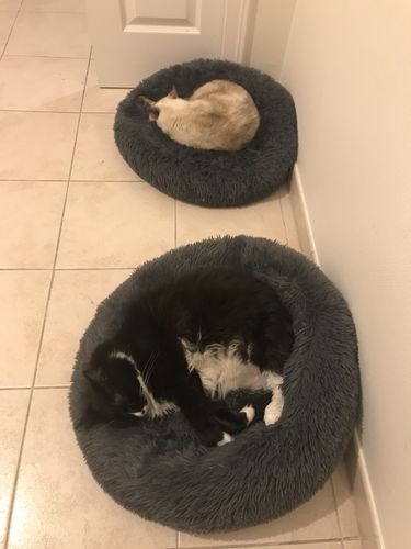 Customer photo review of Lit Apaisant Comfy® |  Pour Chien et Chat