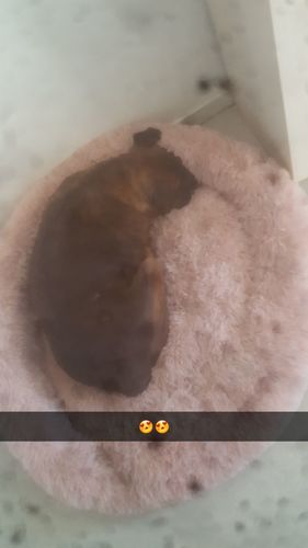 Customer photo review of Lit Apaisant Comfy® |  Pour Chien et Chat