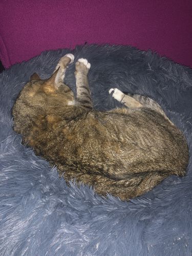 Customer photo review of Lit Apaisant Comfy® |  Pour Chien et Chat