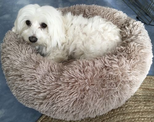 Customer photo review of Lit Apaisant Comfy® |  Pour Chien et Chat