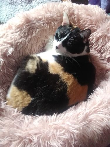Customer photo review of Lit Apaisant Comfy® |  Pour Chien et Chat