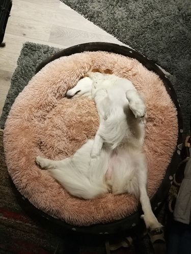 Customer photo review of Lit Apaisant Comfy® |  Pour Chien et Chat