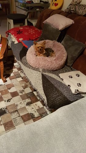 Customer photo review of Lit Apaisant Comfy® |  Pour Chien et Chat