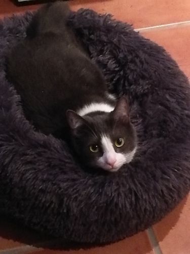 Customer photo review of Lit Apaisant Comfy® |  Pour Chien et Chat