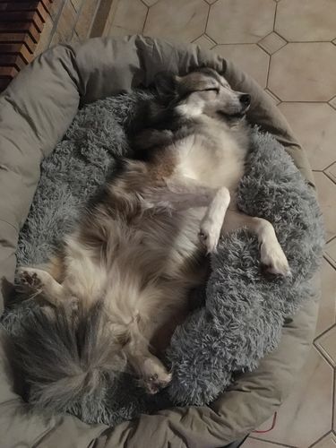 Customer photo review of Lit Apaisant Comfy® |  Pour Chien et Chat