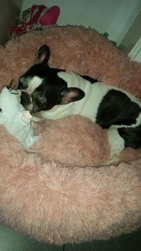 Customer photo review of Lit Apaisant Comfy® |  Pour Chien et Chat