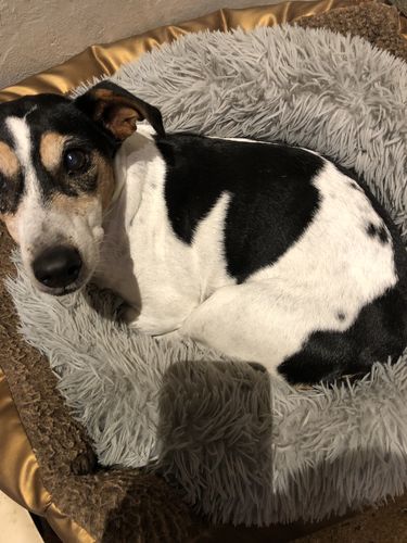 Customer photo review of Lit Apaisant Comfy® |  Pour Chien et Chat