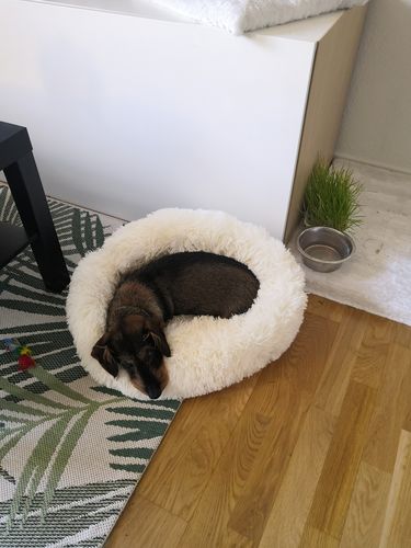 Customer photo review of Lit Apaisant Comfy® |  Pour Chien et Chat