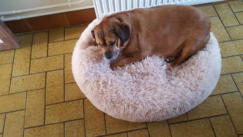 Customer photo review of Lit Apaisant Comfy® |  Pour Chien et Chat