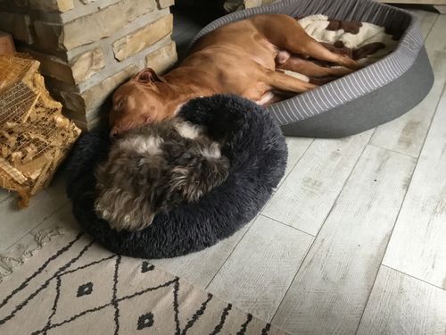 Customer photo review of Lit Apaisant Comfy® |  Pour Chien et Chat