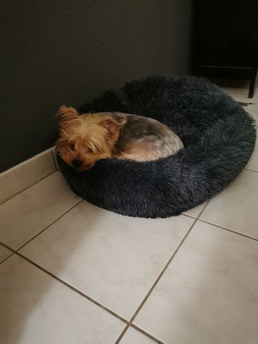 Customer photo review of Lit Apaisant Comfy® |  Pour Chien et Chat