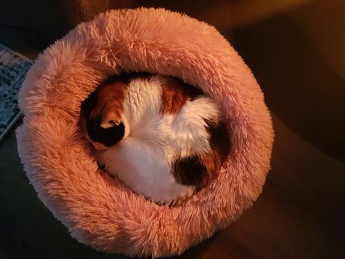 Customer photo review of Lit Apaisant Comfy® |  Pour Chien et Chat