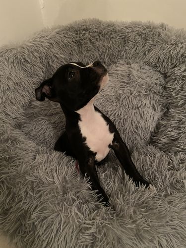 Customer photo review of Lit Apaisant Comfy® |  Pour Chien et Chat