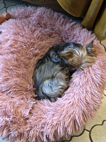 Customer photo review of Lit Apaisant Comfy® |  Pour Chien et Chat
