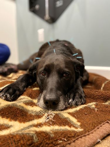 Customer photo review of Canine Cush Hip & Joint Chews