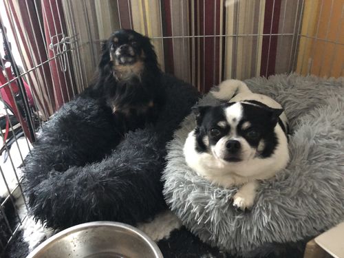 Customer photo review of Lit Apaisant Comfy® |  Pour Chien et Chat