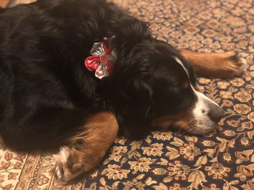 Customer photo review of Valentine dog collar flower - love words dog collar