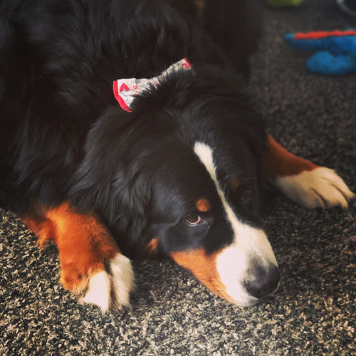 Customer photo review of Valentine day dog collar bow tie