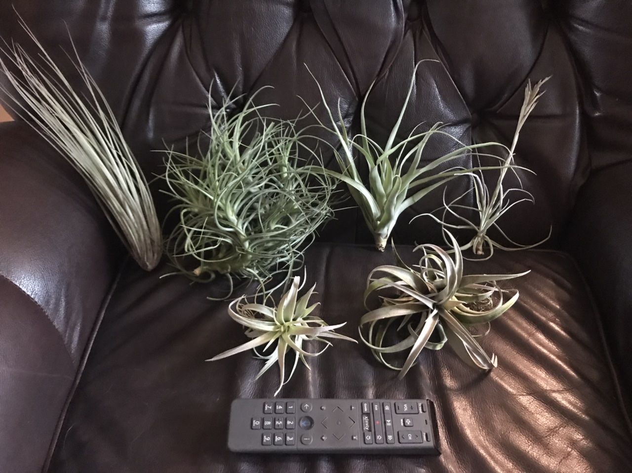 Customer photo review of Large Air Plants Mystery Box