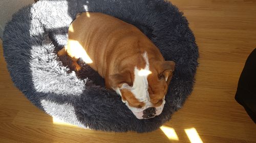 Customer photo review of Lit Apaisant Comfy® |  Pour Chien et Chat