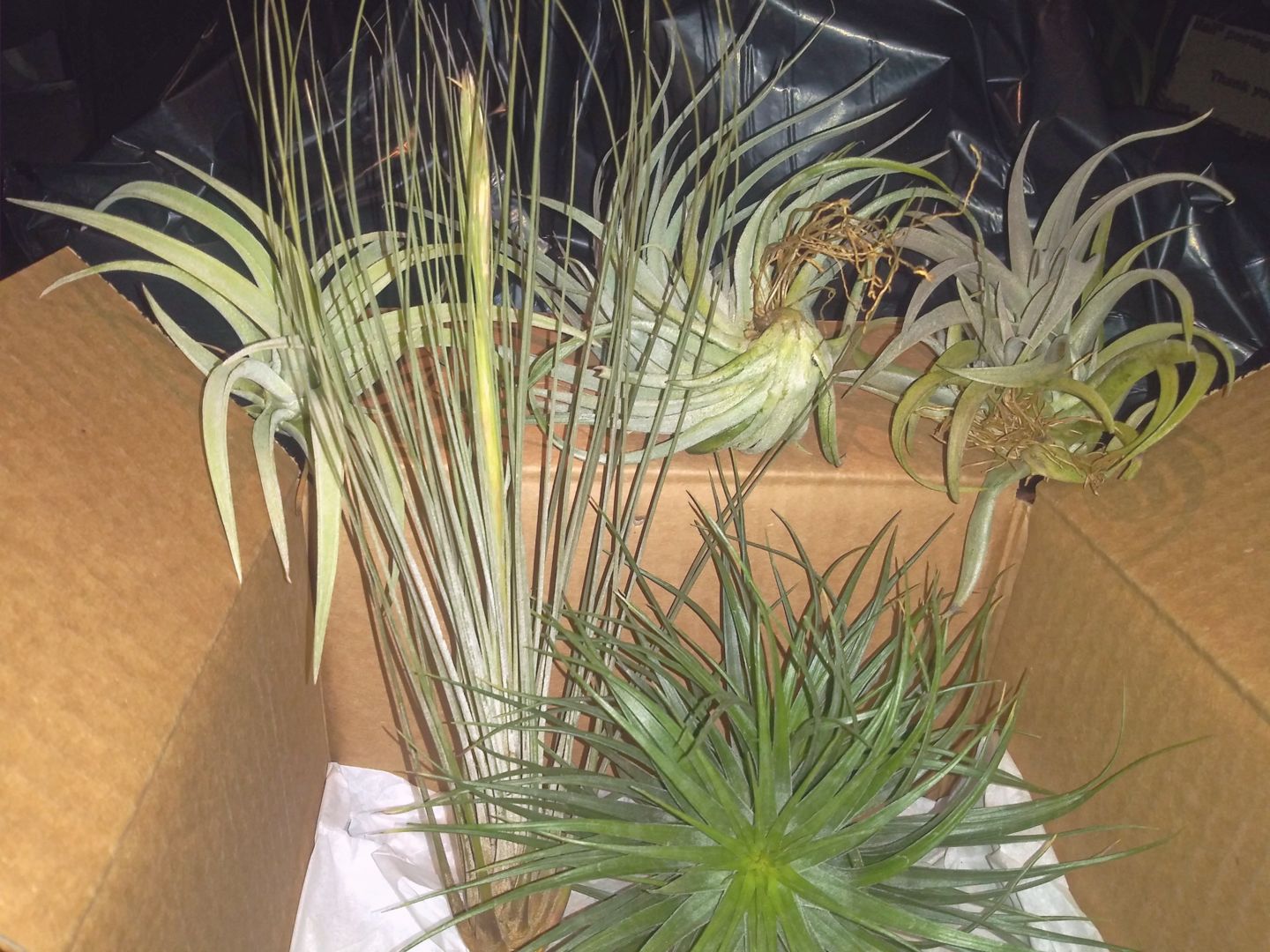 Customer photo review of Large Air Plants Mystery Box