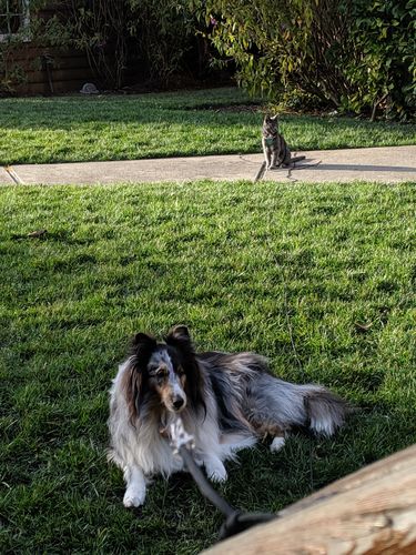 Customer photo review of Leather Cat Walking Harness - 'The Gatsby' - Mint Green