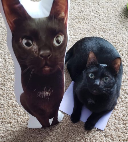 Customer photo review of Custom Cat Pillow