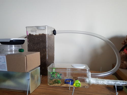 Customer photo review of Mixed Seeds