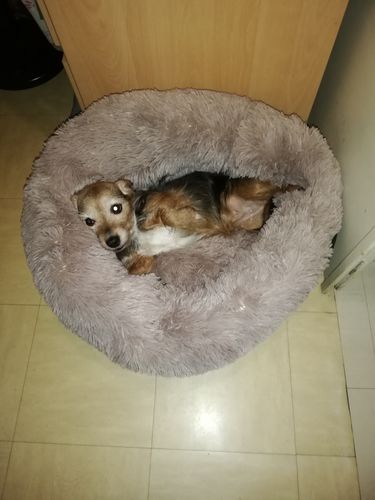 Customer photo review of Lit Apaisant Comfy® |  Pour Chien et Chat