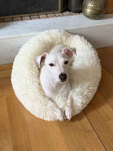 Customer photo review of Lit Apaisant Comfy® |  Pour Chien et Chat