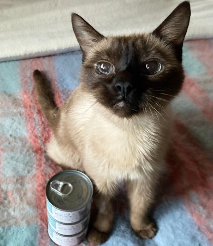 Customer photo review of Tuna & Salmon Recipe Flaked Dinner In Broth Adult Cat Food, 2.8-oz, Case of 12