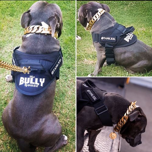 bully harness