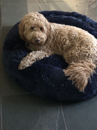 Customer photo review of Pet Calming Bed