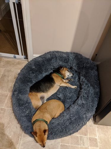 Customer photo review of Pet Calming Bed