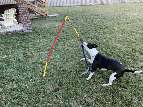 diy dog tether tug