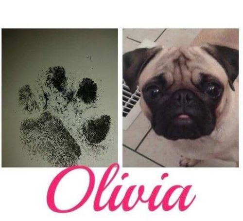 足跡パッド Kawaii Petto