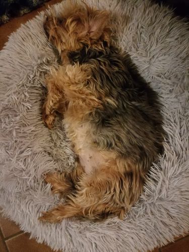 Customer photo review of Lit Apaisant Comfy® |  Pour Chien et Chat