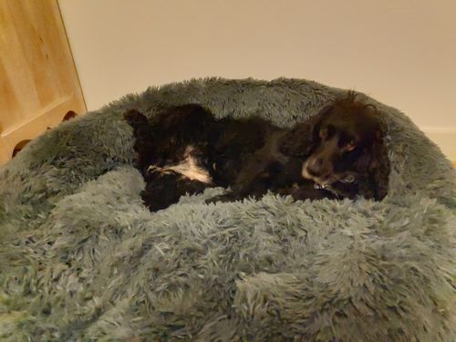 Customer photo review of Lit Apaisant Comfy® |  Pour Chien et Chat