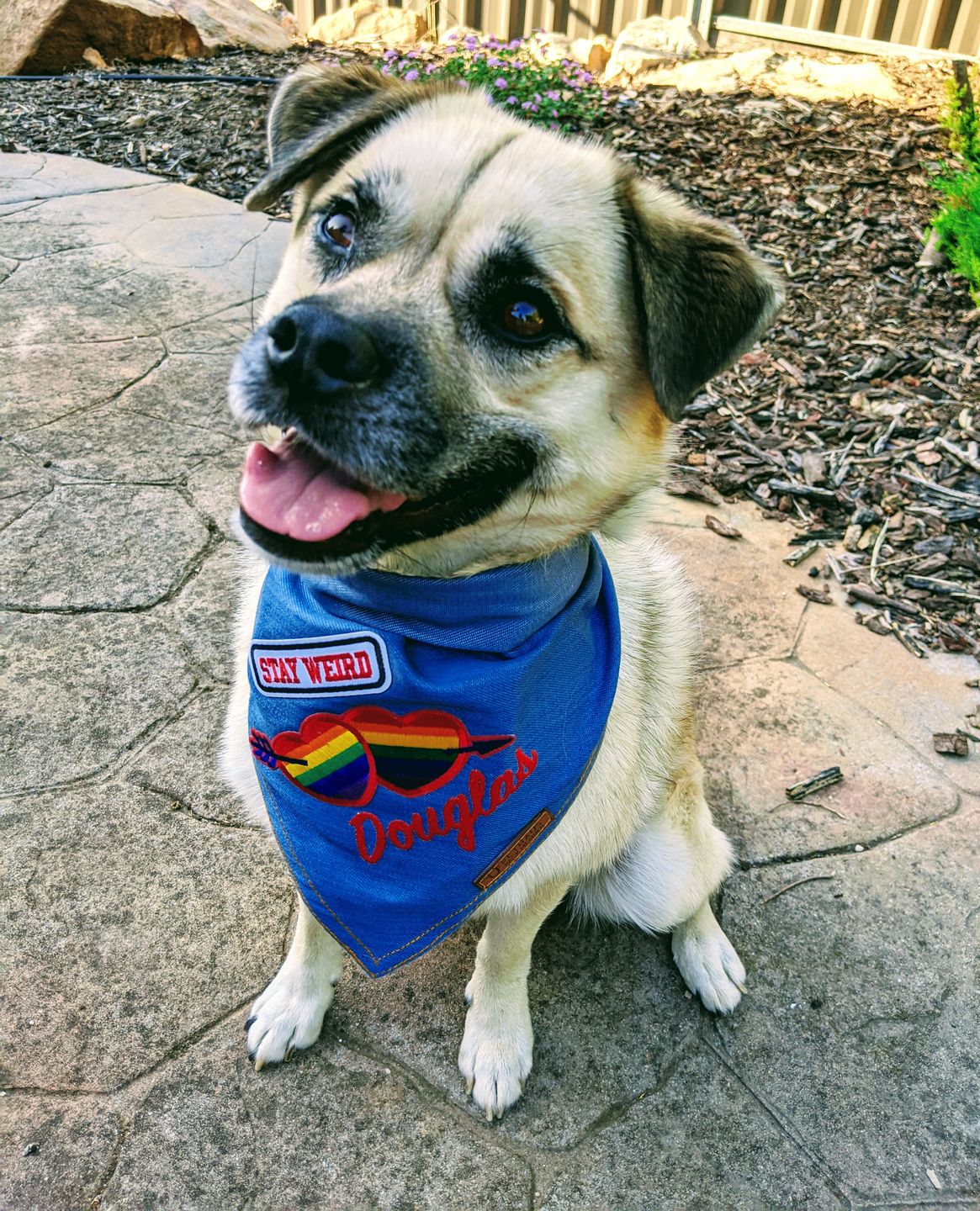 Customer photo review of Custom Text Denim Dog Bandana