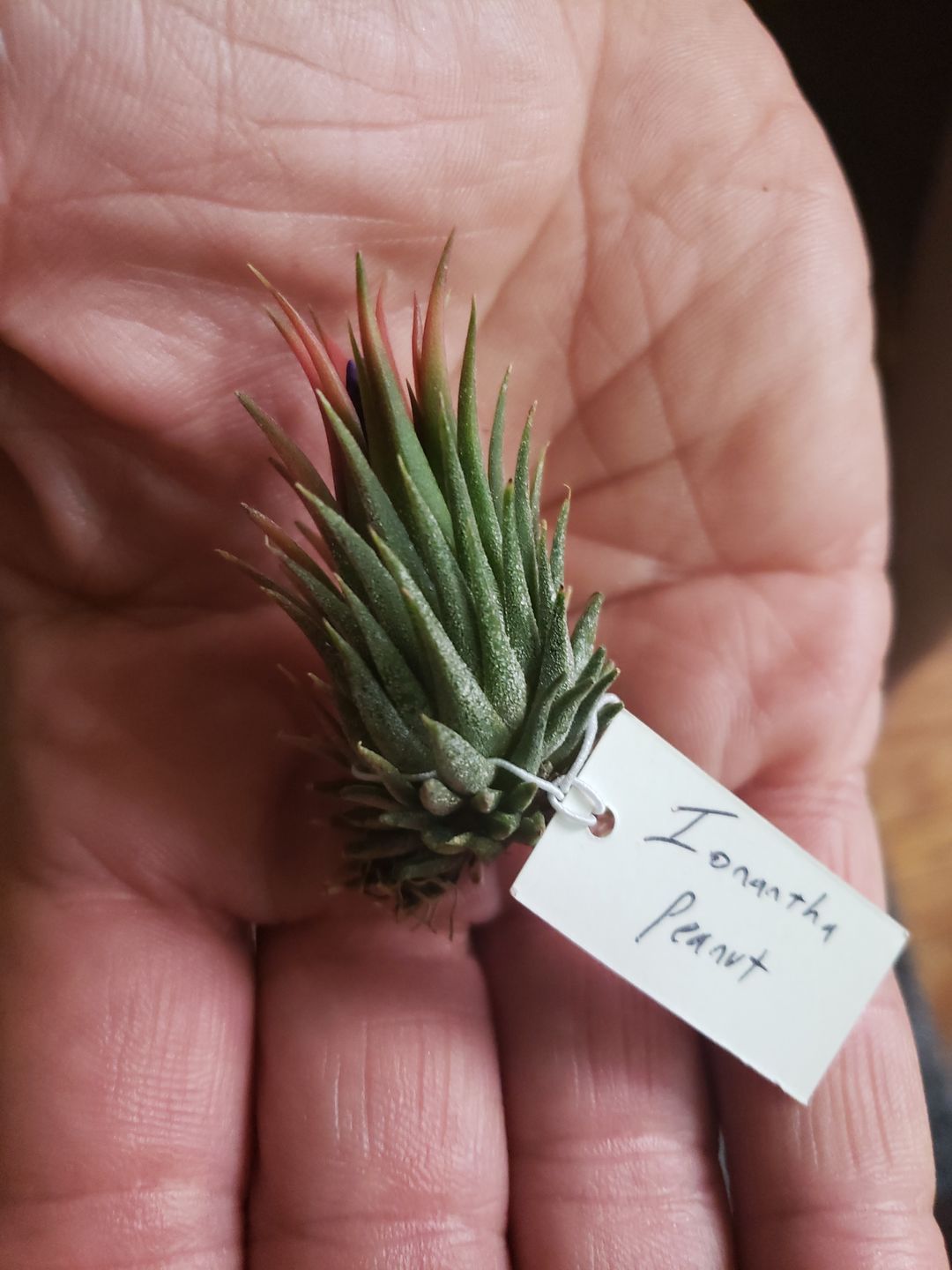 Customer photo review of Ionantha Peanut  (Mini Ionantha Form)