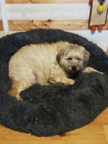 Customer photo review of Lit Apaisant Comfy® |  Pour Chien et Chat