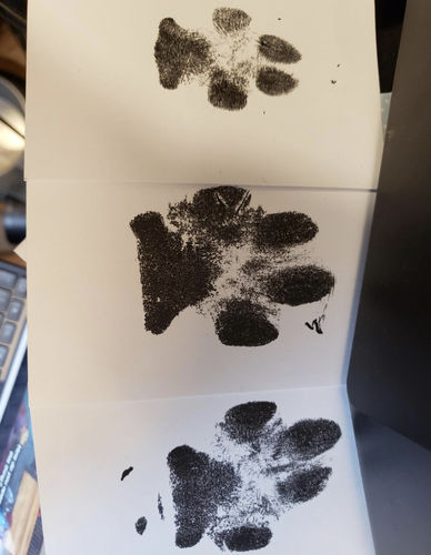 Customer photo review of 3-Pack Paw Print Stamp Pads