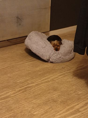 Customer photo review of Lit Apaisant Comfy® |  Pour Chien et Chat