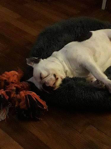 Customer photo review of Lit Apaisant Comfy® |  Pour Chien et Chat