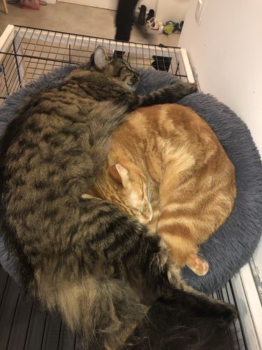 Customer photo review of Lit Apaisant Comfy® |  Pour Chien et Chat